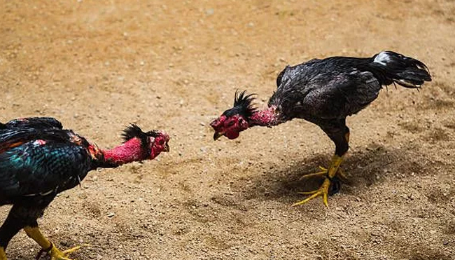 Some Tips for Playing Cockfighting So You Can Win Easily and Quickly